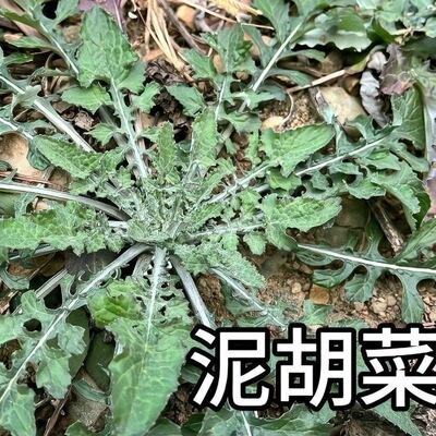 次日达 上门送货 新鲜野生1斤 泥胡菜 石灰菜剪刀菜野菜 现挖现发