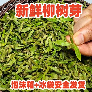 次日达 上门送货 现摘现发1斤新鲜柳芽柳树叶嫩春天的野菜蒸菜