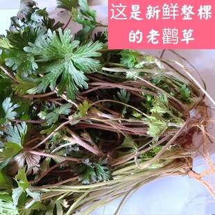 次日达 野生 新鲜 现摘现发 1斤 老鹳草 破铜钱三叶五瓣花 草