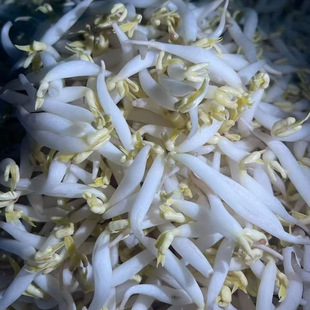 次日达 现发上门送货 1斤新鲜邯郸 短粗绿豆芽矮胖绿豆芽胖绿豆芽