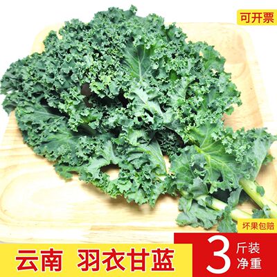 云南特色新鲜羽衣甘蓝蔬菜