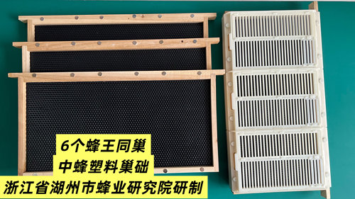 6个蜂王同巢新王老王种蜂王塑料巢础蜂王巢4张塑料巢础