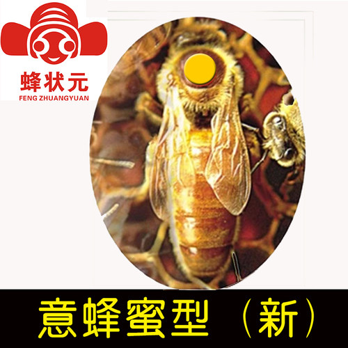 蜂状元 邱汝民 意蜂蜜型新王 蜜王 蜜蜂活体蜂王高产蜜王FQXZ2047