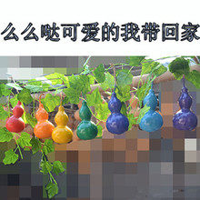 天然七彩葫芦装饰品摆挂件儿童环保彩绘葫芦玩具七色葫芦娃包邮