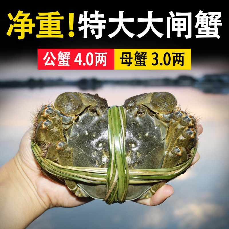 去绳净重大闸蟹固城湖包肥