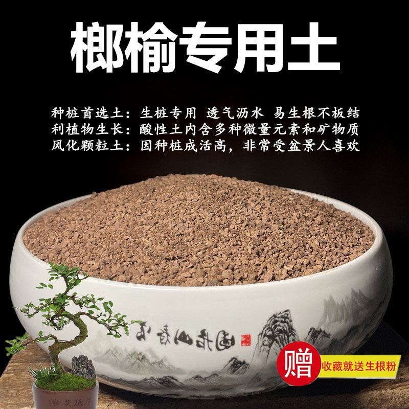 榆树盆景风化颗粒土酸性种植土
