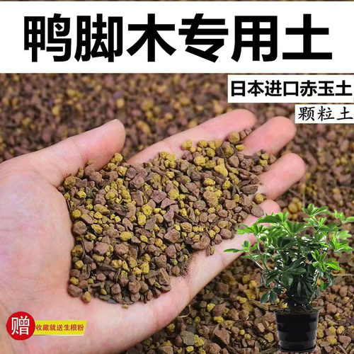 鸭脚木专用土赤玉土风化颗粒土孢菌营养粒酸性土盆栽营养种植土