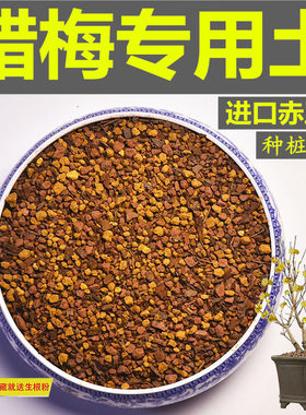 腊梅花专用土赤玉土风化土颗粒土