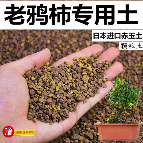 老鸦柿专用土赤玉土颗粒风化土