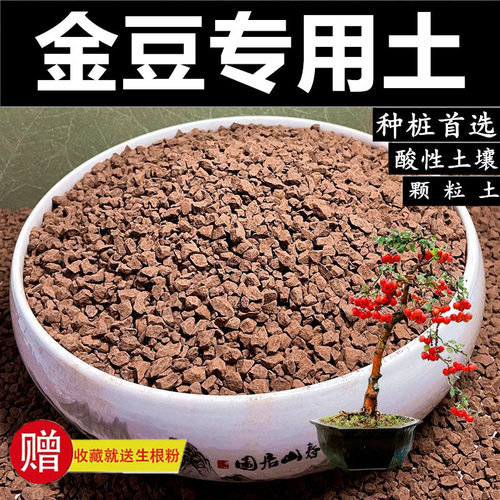 金豆专用土风化土腐熟松鳞土赤玉土盆景土颗粒土酸性土金桔种植土