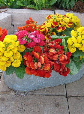 日本SAKATA进口蒲包花种子花籽种籽 优雅系列 荷包花元宝花春季开