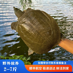 2斤外塘生态新鲜活体公甲鱼天然放养生长仿野老鳖鲜活水鱼王八鱼