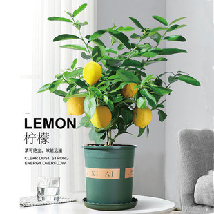 香水柠檬树盆栽挂果室内客厅网红绿色植物净化空气四季常青可食用