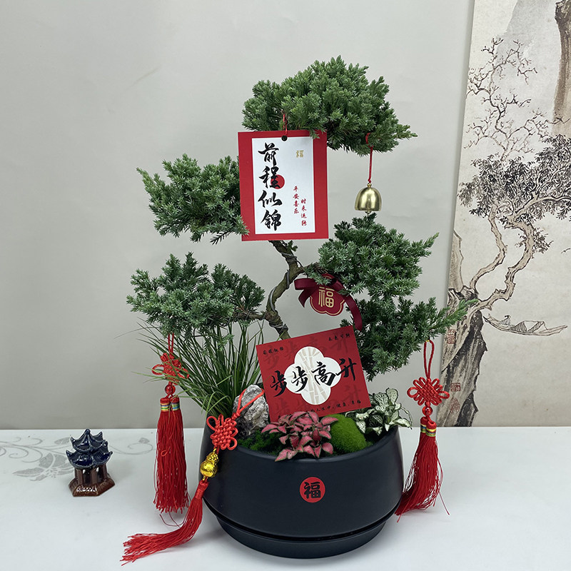 顺丰包邮五层塔松盆景办公室生日祝寿青松乔迁开业退休送长辈礼物,鲜花速递/花卉仿真/绿植园艺,大型绿植/成品组合盆栽,淘宝优惠券,粉丝福利购,淘宝优惠卷