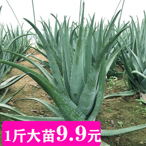 库拉索芦荟大颗美容芦荟片食用芦荟盆栽芦荟苗植物室内灌肤芦荟盆