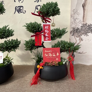 顺丰五层塔松盆栽送长辈祝寿礼送老师生日礼物开业乔迁退休礼青松