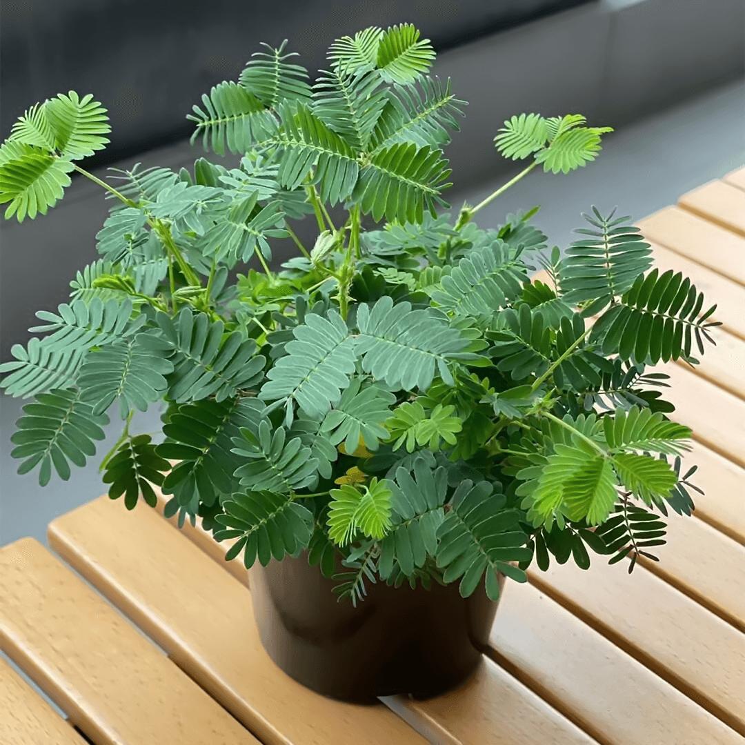 含羞草种子盆栽植物套餐阳台绿植花卉种子薄荷种籽四季易种