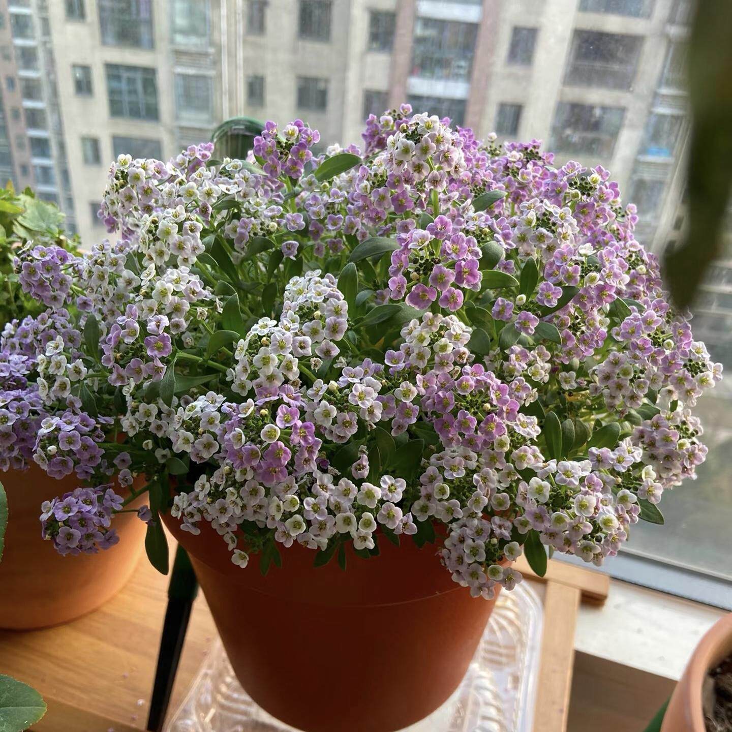 庭院花卉香雪球种子多年生耐寒图片