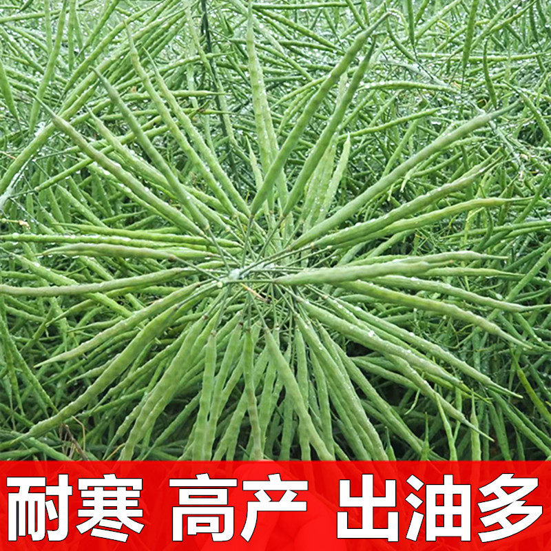 矮杆杂交油菜种子高产抗病抗倒伏油菜籽种孑大籽荚高出油优质种业