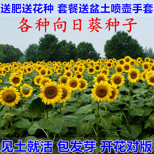 向日葵种子观赏食用榨油切花迷你