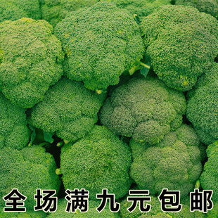 绿植园艺蔬菜种子西兰花种子四季播绿菜花白菜花种子盆栽庭院易种