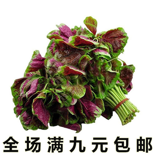 农家阳台盆栽四季蔬菜种子