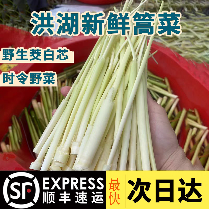 顺丰包邮洪湖高菜野生蒲菜湖北特产新鲜蒿菜蒲笋茭白草心现刮现发