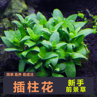 柱花中景水草蓑衣鹿角珍珠细叶铁