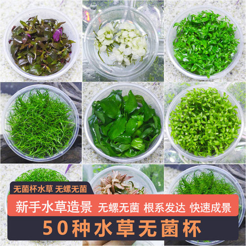 无菌水草新手造景珍珠宫廷