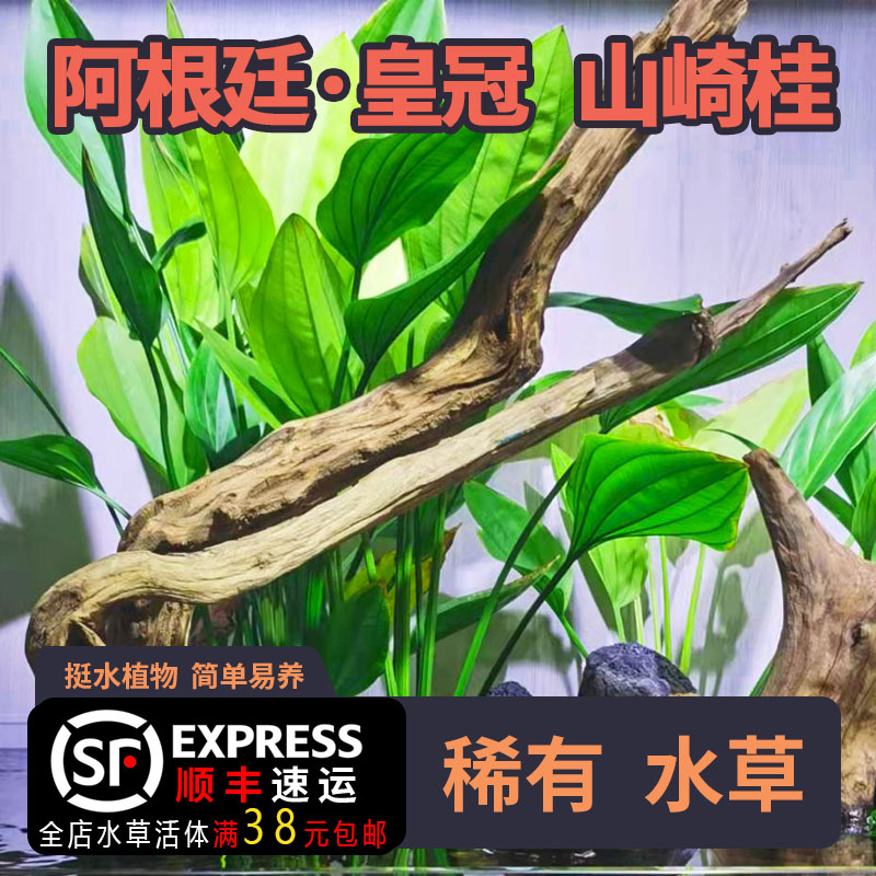 ADA水草缸阿根廷皇冠山崎桂水上水下叶阴性淡水水草造景水陆缸景