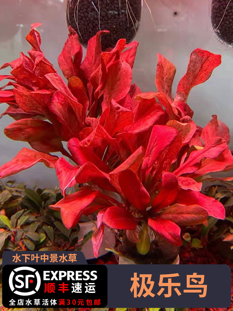 自养水下叶中景水草极乐鸟红叶水草粉红叶水草水草缸淡水造景椒草