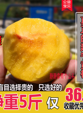 正宗福建三明建宁黄桃当季新鲜桃子水果5斤红心脆甜黄桃现摘现发