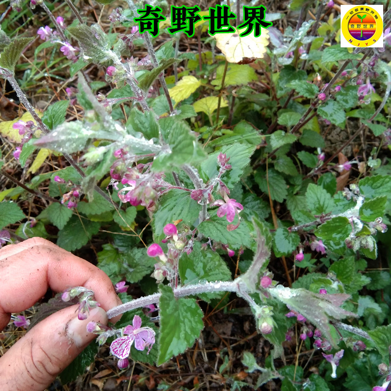 四川中药材纯野六月寒新鲜采全株带根500g包邮化骨丹风寒现摘现发