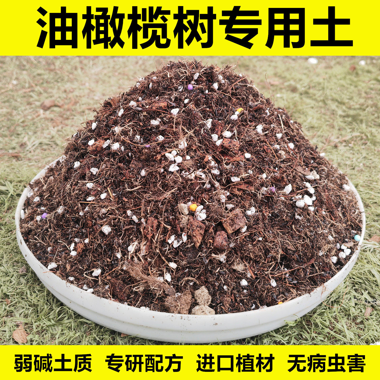 橄榄树配方土进口植材无病虫害