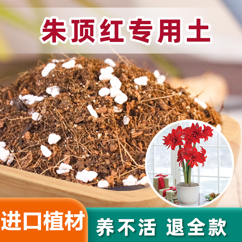 朱顶红专用土疏松透气无病虫害