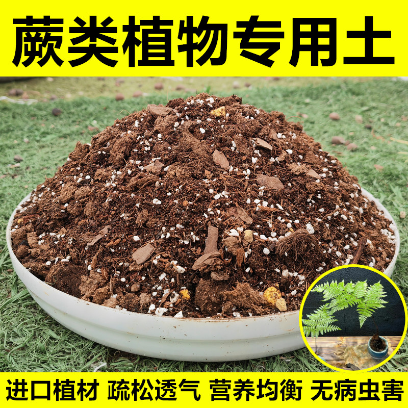 蕨类专用土不积水不烂根无虫害