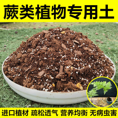 蕨类专用土不积水不烂根无虫害