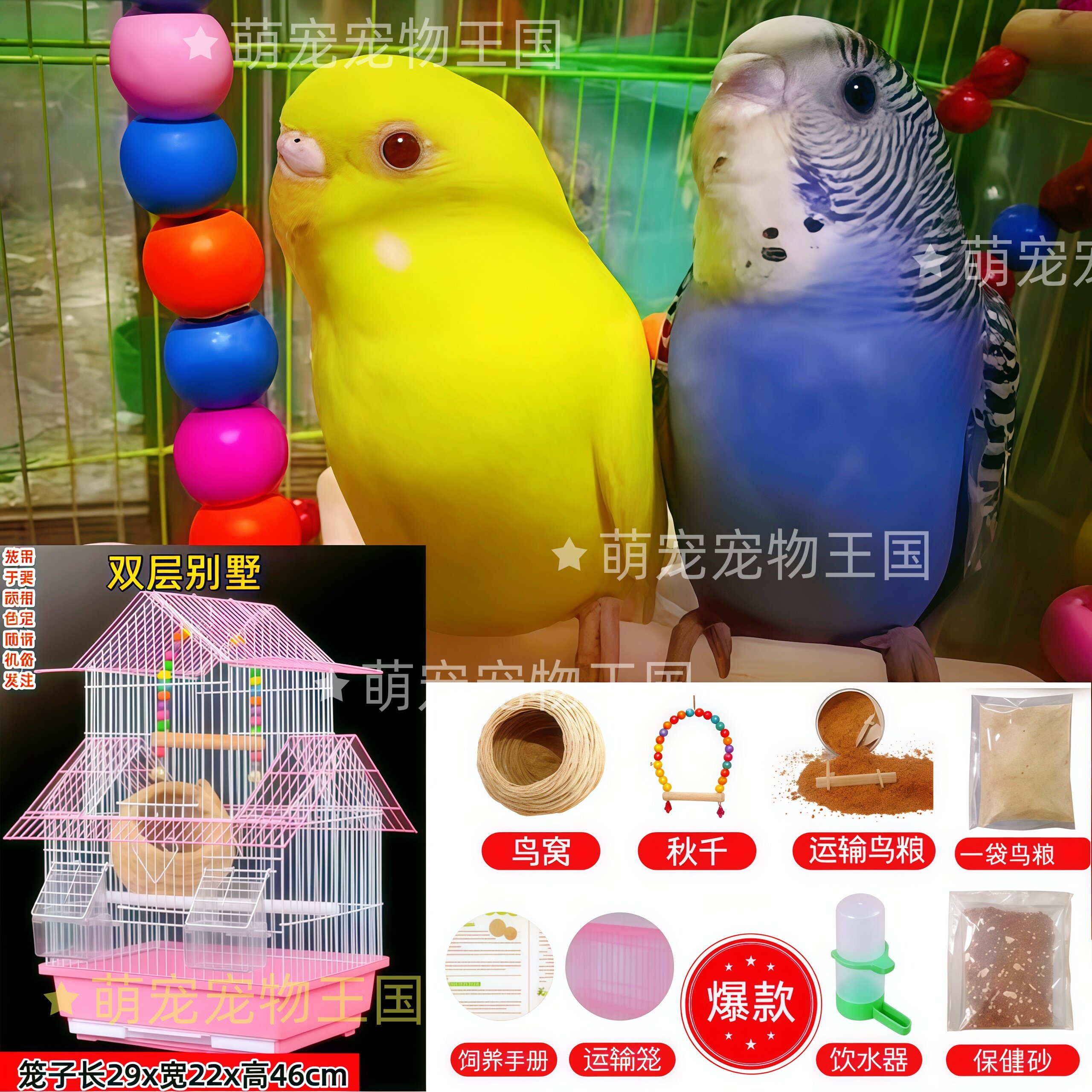 虎皮鹦鹉活鸟活物宠物鸟会说话鸟类活鸟体玄凤幼鸟小鸟手养宠物鸟