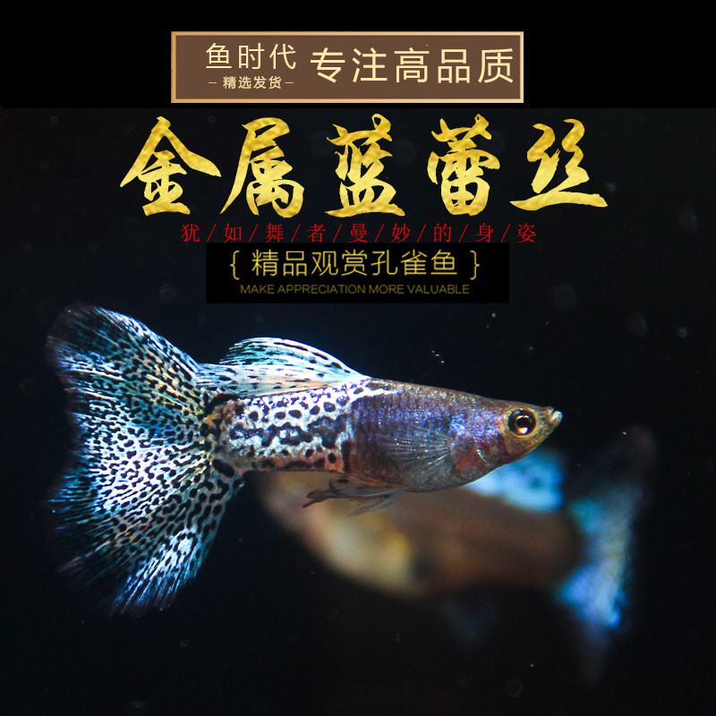 [鱼时代]金属蓝蕾丝 纯种精品热带蓝草尾孔雀鱼观赏小型胎生活体