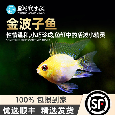 桃心金波子鱼淡水小型包邮