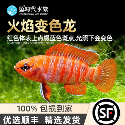 火焰变色观赏红蓝霓虹混养龙鱼