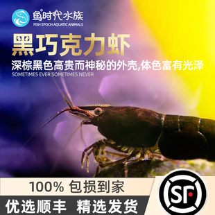 小型淡水观赏鱼缸宠物活体工具深黑巧克力米虾 巧克力虾 鱼时代