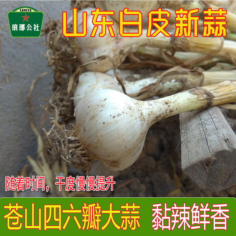 山东白皮新蒜头2026新鲜晾晒半干蒜苍山大蒜四六瓣蒜可泡蒜炒菜用