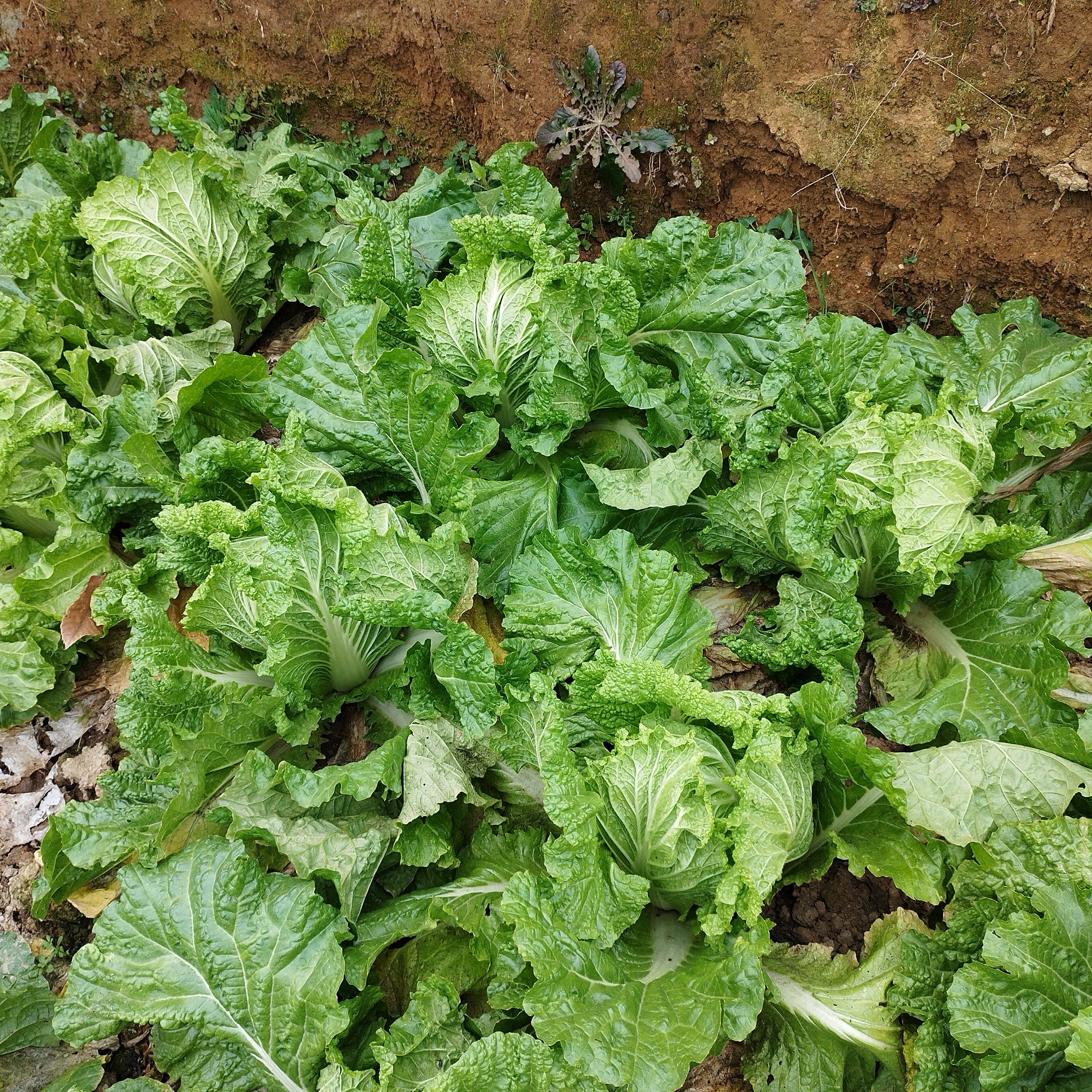 湖南新鲜大白菜农家自种本地老白菜10斤鲜嫩青菜霜后白菜批发蔬菜