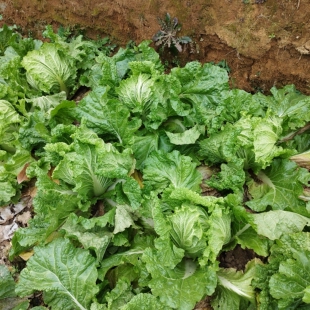 湖南新鲜大白菜农家自种本地老白菜10斤鲜嫩青菜霜后白菜批发蔬菜
