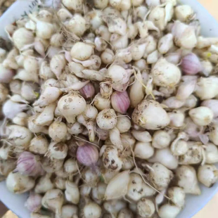 东北特产农家院新鲜现挖小根蒜野葱种子可食用包邮大脑瓜