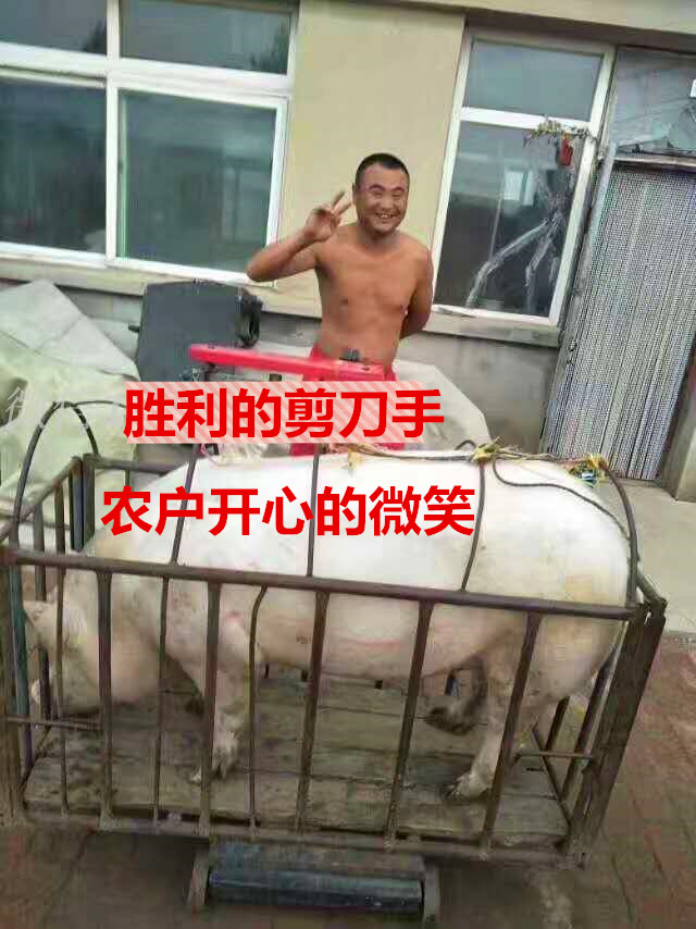 东北特产农家院新鲜土猪肉现杀包邮五花肉瘦肉前槽后腿肉