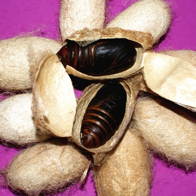 丹东大活生蚕蛹500g东北特产