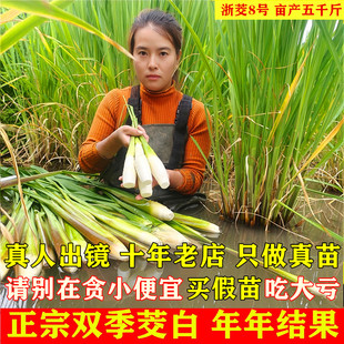 早熟改良型双季茭白苗种四季茭瓜苗高笋种苗高瓜苗老蹲水养蔬菜苗