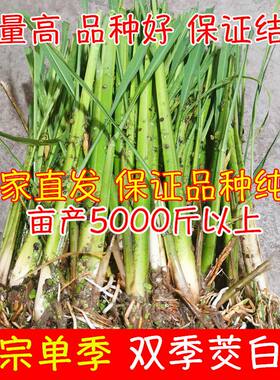 现挖特早熟改良型双季茭白苗种单季高笋种苗高瓜种子老蹲苗冬笋苗